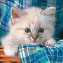  Katze Scheugu,  -  27  2010     