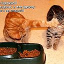 ���� Irisk@, ������ - ��������� 19 ���� 2011 � ������ �������