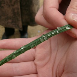 ���� �������, ������, 62 ���� - ��������� 15 ������ 2011