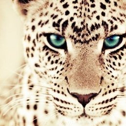 �����, ���������, 25 ���