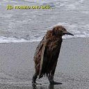  , , 54  -  5  2011   PetLove