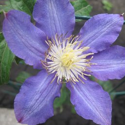 ����, ������, 46 ���