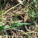 ���� ��������, �����������, 53 ���� - ��������� 7 ������� 2012 � ������ ���� ����������