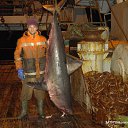 ���� ������ ��������, �����������, 52 ���� - ��������� 5 ������� 2012 � ������ ���� ����������