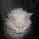 ���� �������, �����-��������� - ��������� 21 ������ 2011 � ������ ���� ����������