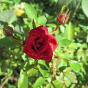 ���� �������, �������, 70 ��� - ��������� 25 �������� 2012 � ������ �������