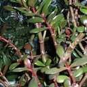 ���� �������, �����, 48 ��� - ��������� 1 ���� 2011 � ������ ���� ������