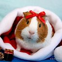 ���� �����, ������, 45 ��� - ��������� 14 ������� 2012 � ������ �������