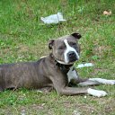 ���� �������, ������, 43 ���� - ��������� 5 ������ 2012 � ������ ���� ����������