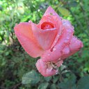 ���� �������, �������, 70 ��� - ��������� 25 �������� 2012 � ������ �������