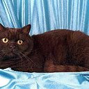 ���� Knoss, ������������, 26 ��� - ��������� 18 ������� 2009 � ������ �������� - �����������