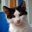 ���� Katze Scheugu, ������� - ��������� 30 �������� 2010