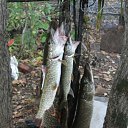  Sasha,  , 56  -  4  2012   