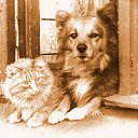 ���� ����� �� ������� �����������ۻ