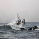 ���� �����, ����, 54 ���� - ��������� 24 ������ 2009 � ������ �������