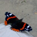 ���� ���� ������ ����, ���� - ��������� 19 ����� 2010 � ������ �������