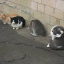 ��� ���� ������