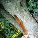 ���� �������, �����-���������, 38 ��� - ��������� 25 ���� 2011