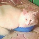 ���� �������, �����-���������, 61 ��� - ��������� 12 ���� 2010 � ������ ���� �����