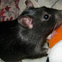 ���� �������, �����-��������� - ��������� 6 ������ 2012 � ������ �������� ������