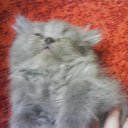  E.lena, , 62  -  27  2010    