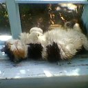 ���� �����, ������������, 38 ��� - ��������� 4 ������� 2012 � ������ ���� ��������