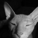 ���� �����, ��������, 45 ��� - ��������� 4 ��� 2011 � ������ �������