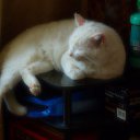 ���� ������, ����-�������, 71 ��� - ��������� 10 ������� 2012 � ������ ���� ����������