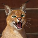 ���� Aska, ���� - ��������� 18 ���� 2013 � ������ ��������� ��������.�