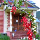 ���� Svann, ���������, 71 ��� - ��������� 18 �������� 2013 � ������ �������� �����