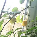 ���� ��������, ����� - ��������� 6 ����� 2014 � ������ ��฻