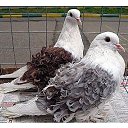 ���� Gohar, ������, 63 ���� - ��������� 4 �������� 2013 � ������ ���� ����������