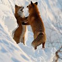 ���� ���������, ��������, 54 ���� - ��������� 9 ������� 2013 � ������ ���� ����������