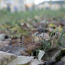 ���� ��������, �����-���������, 37 ��� - ��������� 21 ������� 2013 � ������ �������������