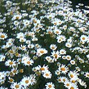 ���� �������, ���������, 29 ��� - ��������� 16 ������ 2013 � ������ ���� ����������