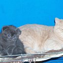 ���� ����, �����-���������, 57 ��� - ��������� 21 ������ 2014 � ������ ������ ��������