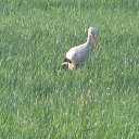 ���� ����, �����������, 38 ��� - ��������� 17 �������� 2013 � ������ �������