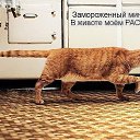 ���� ���, ������, 39 ��� - ��������� 6 ����� 2014 � ������ ������ ��������