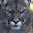 ���� ������, ���������� �����, 46 ��� - ��������� 21 �������� 2013 � ������ ���� ����������