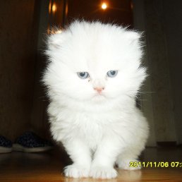 ����, �������, 22 ����