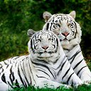 ���� �������, ���� - ��������� 13 ������ 2013 � ������ �Leo�