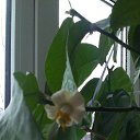 ���� ���� (�� �������), ����, 61 ��� - ��������� 8 ����� 2014 � ������ �������