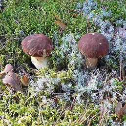 ���� ���������, �����-���������, 61 ��� - ��������� 1 �������� 2013