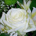 ���� �����, ��������� - ��������� 31 ������� 2013 � ������ ������ ��������