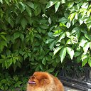 ���� �����, ����, 85 ��� - ��������� 19 ������ 2013