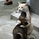  Skoj,  -  6  2014   ,,ܻ