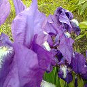 ���� ��������, ���������, 62 ���� - ��������� 25 ������� 2013 � ������ ���� ����������