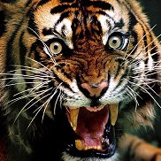 ���������, 50 ���, �����������