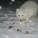 ���� ������, ������, 54 ���� - ��������� 3 ������� 2013