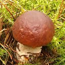  Svetlana, , 59  -  12  2014   )